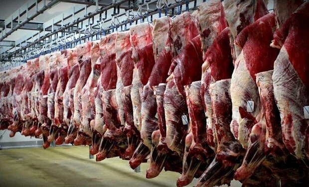 ادامه واردات تا ارزانی گوشت/ نظارت و برخورد وظیفه ما نیست