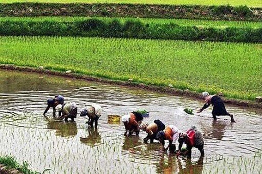 سود و زیان قرارداد برنج روی کاغذ