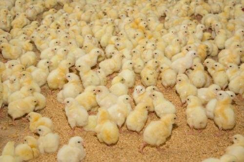 پای تبانی در میان است!