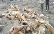  قاتل کل و میش های گلستان شناسایی شد